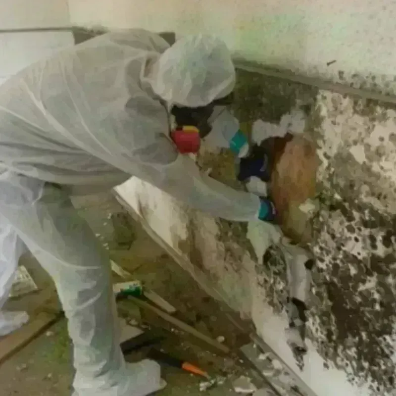 Mold Remediation and Removal in Balsam Lake, WI